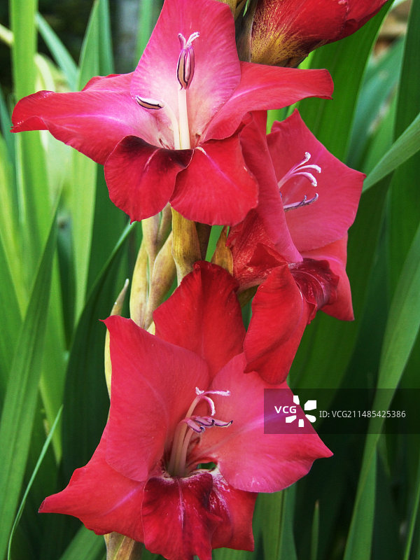 唐菖蒲‘汤姆’图片素材