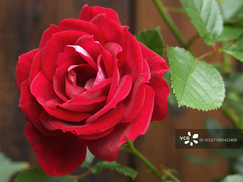 玫瑰(Rosa 'Meilandia)图片素材