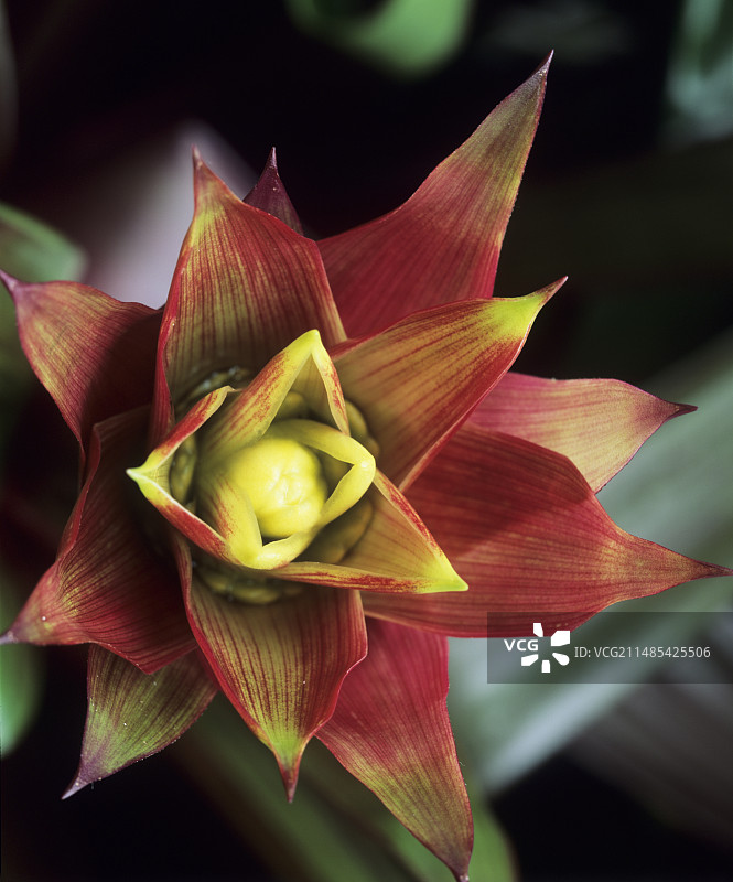 擎天凤梨“交响曲”花图片素材