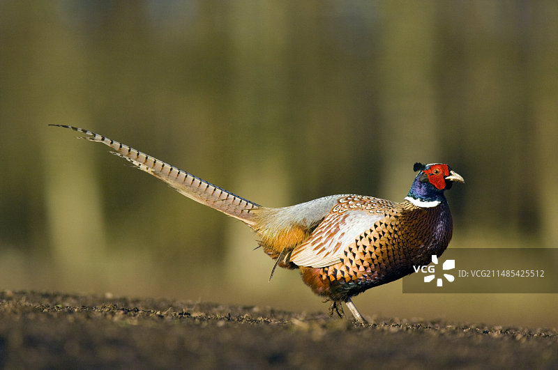 雄性雉鸡图片素材