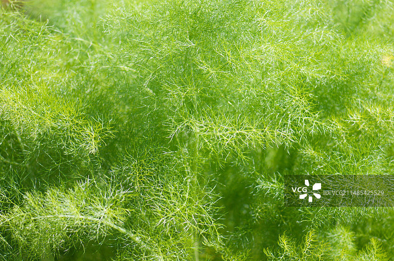 茴香（Foeniculum vulgare）图片素材