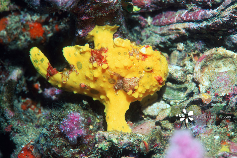 疣状躄鱼图片素材