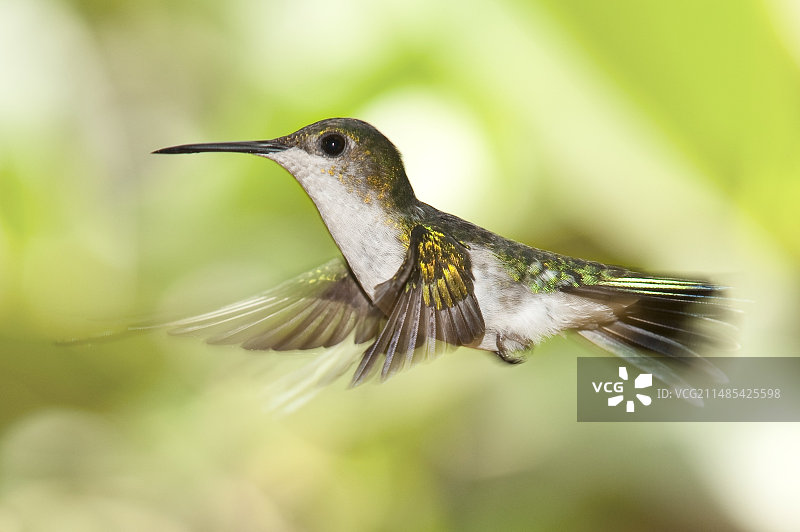 飞行中的蜂鸟图片素材