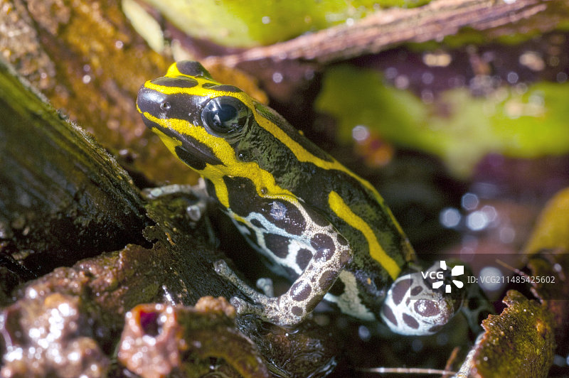 树蛙（Ranitomeya ventrimaculata）图片素材