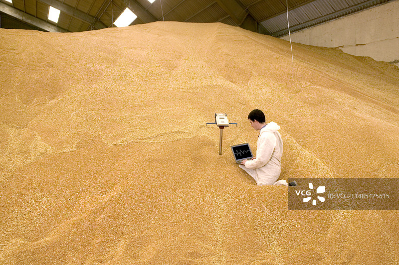 检查小麦中的象鼻虫图片素材