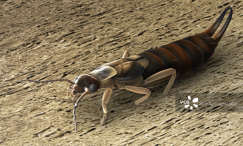 成年雌性蠼螋扫描电镜图图片素材