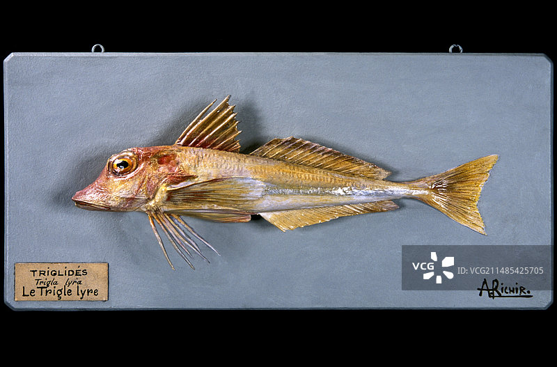 鲂鮄鱼历史模型图片素材