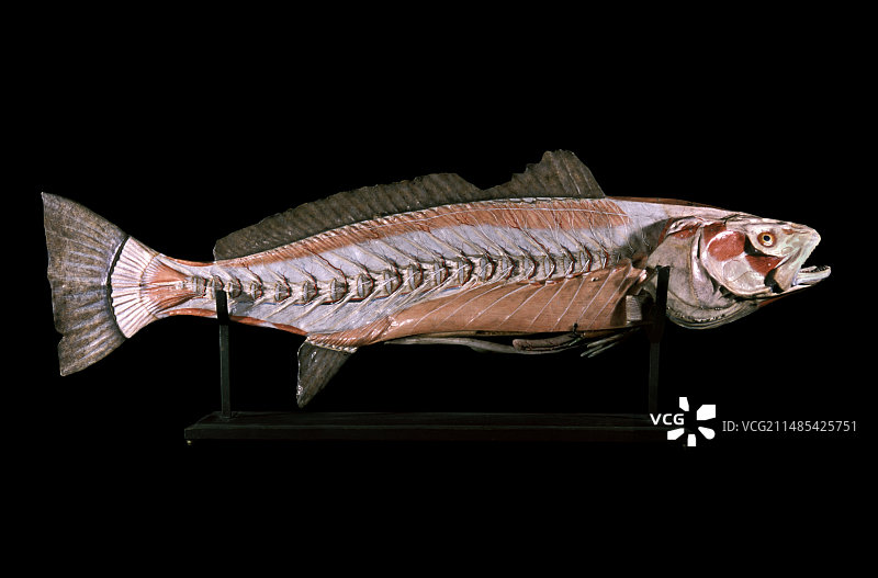 19世纪鲑鱼解剖模型图片素材