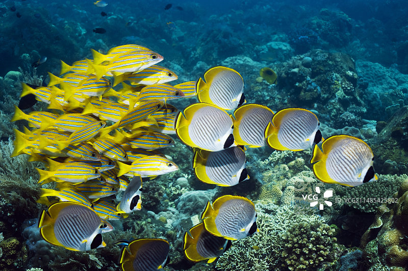 蝴蝶鱼和鲷鱼图片素材