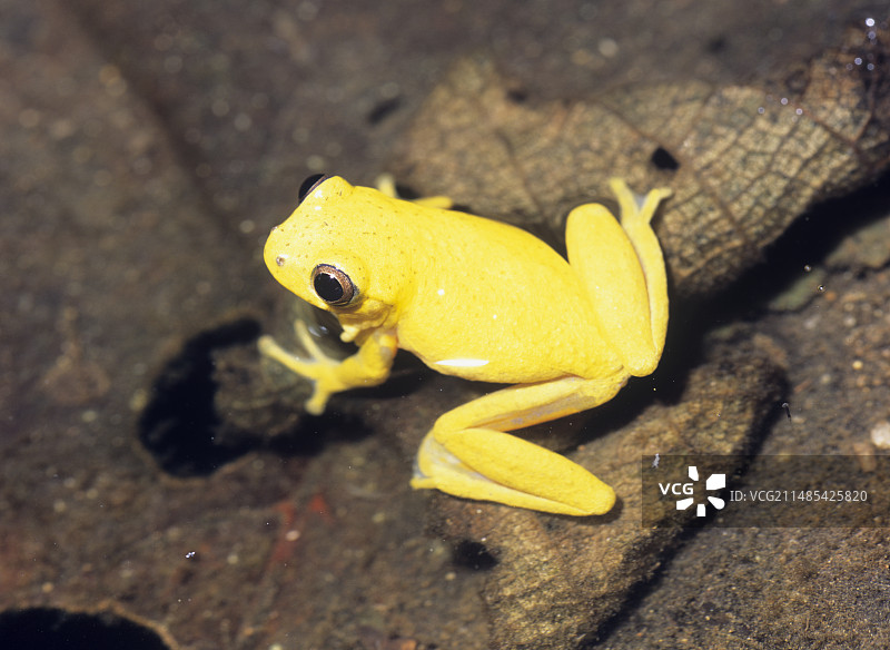 食肉树蛙图片素材
