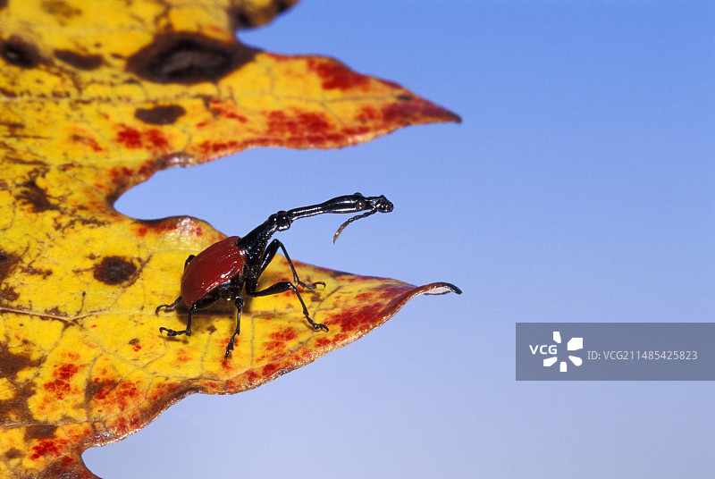 长颈象鼻虫图片素材