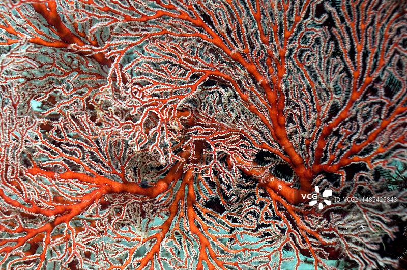 柳珊瑚图片素材