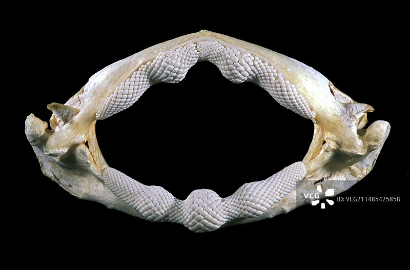 19世纪 smooth-hound 颚图片素材