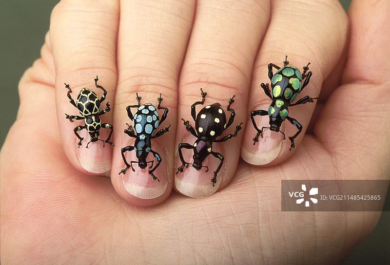 象鼻虫图片素材