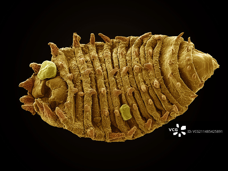 昆虫幼虫扫描电镜图图片素材