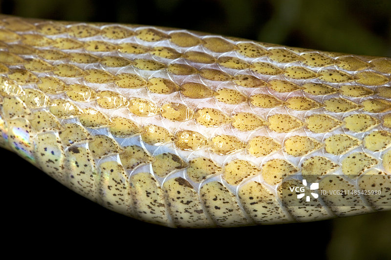 饱餐后的膨胀的蛇图片素材