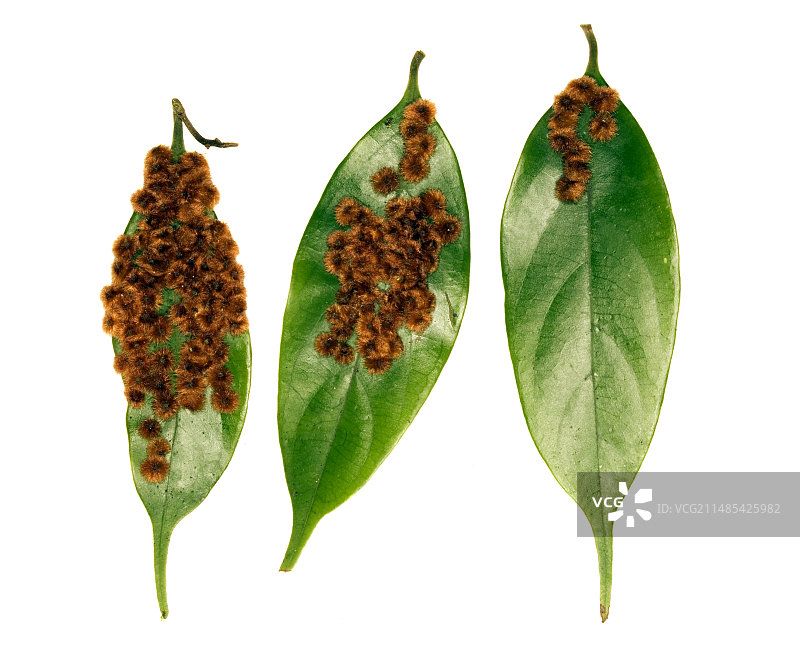 雨林叶瘿图片素材