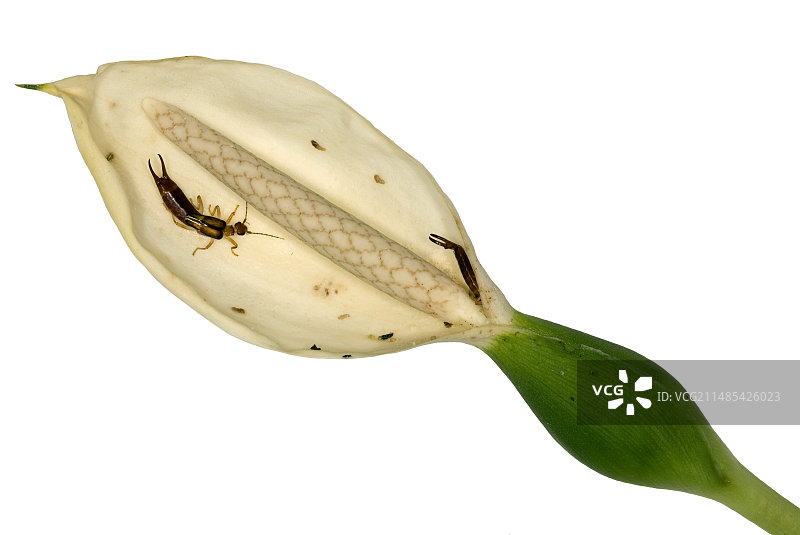 芋百合花中的蠼螋图片素材