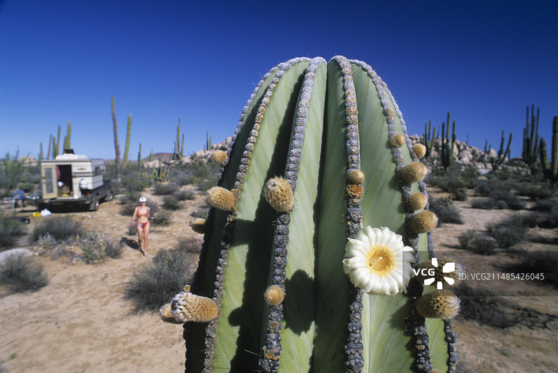 仙人掌图片素材