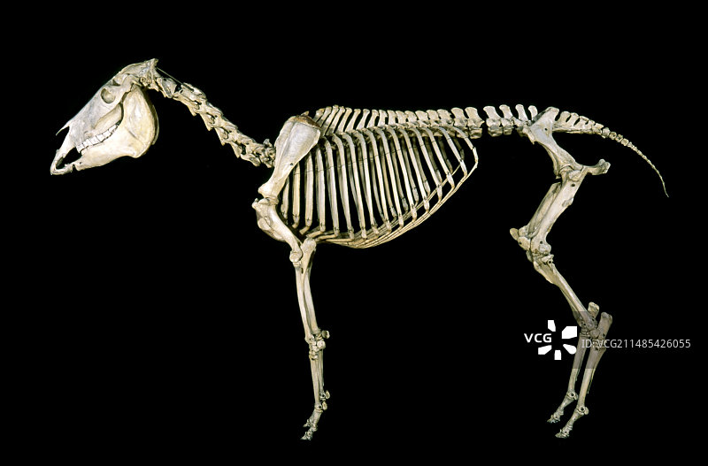 19世纪驴骨骼图图片素材