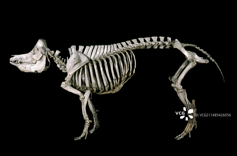 19世纪野猪骨骼图片素材