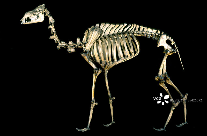19世纪骆驼骨骼图片素材