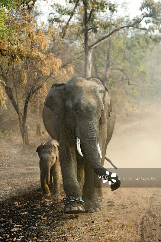 工作中的印度象图片素材