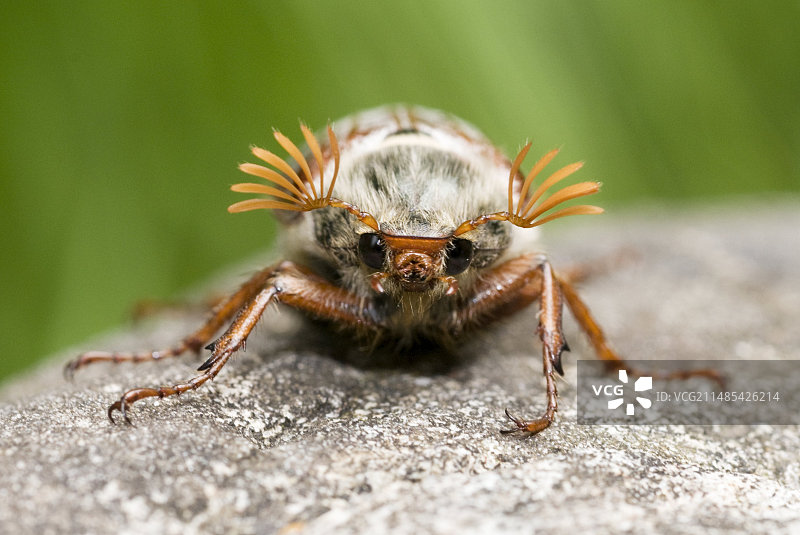 欧洲金龟子图片素材