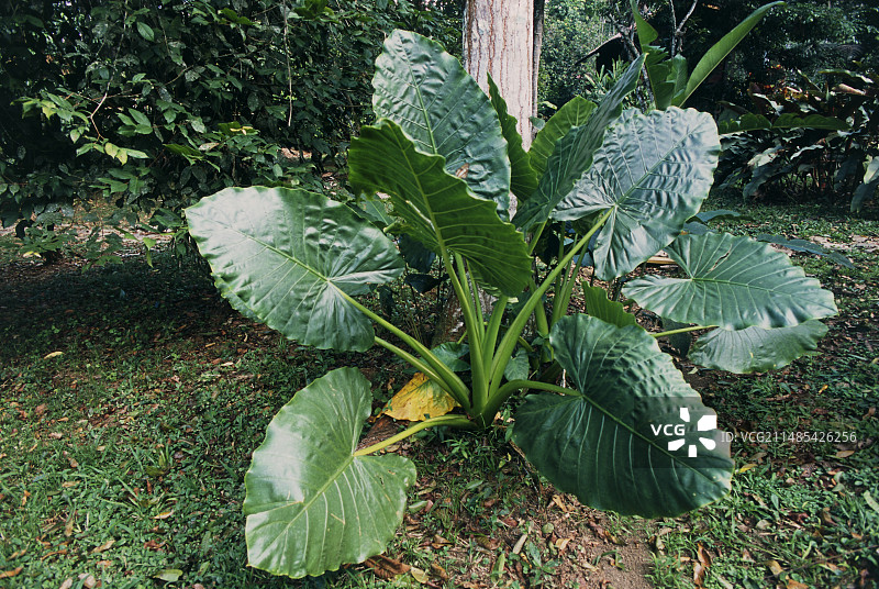亚马逊花园中的热带雨林马蹄莲图片素材