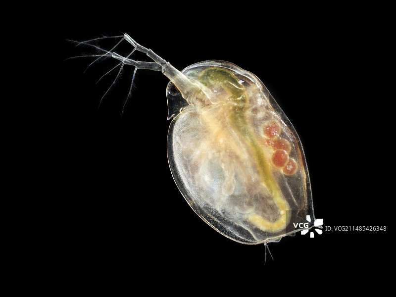 水蚤图片素材