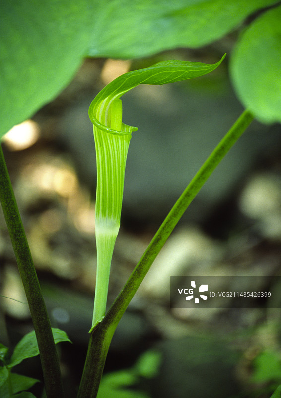 东北犁头尖花图片素材