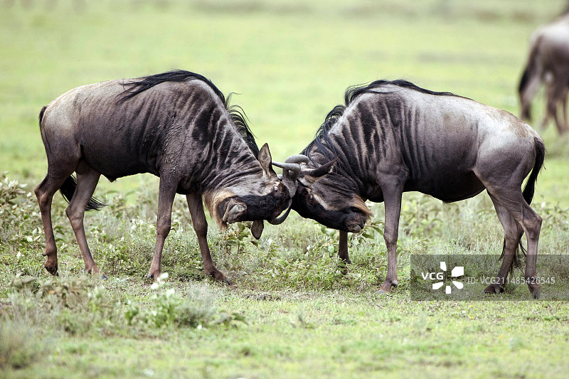 坦桑尼亚雄性角马争斗图片素材