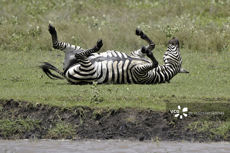 坦桑尼亚草原斑马图片素材