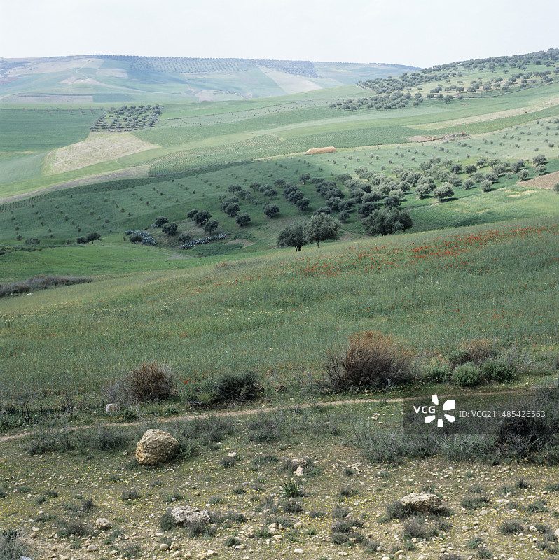 橄榄树林图片素材