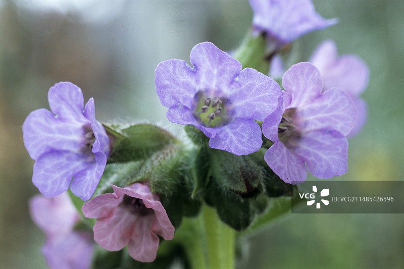 肺草花图片素材