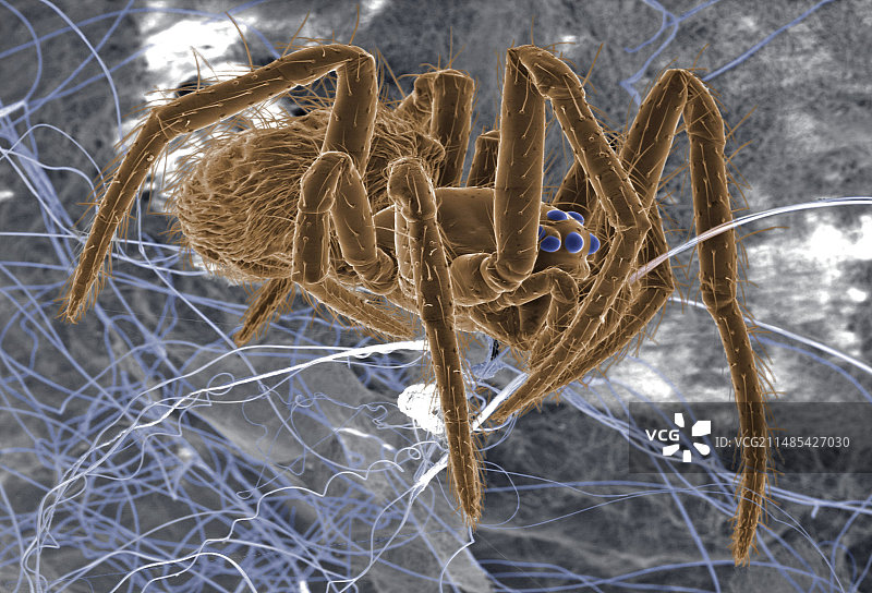 蜘蛛和蛛丝图片素材