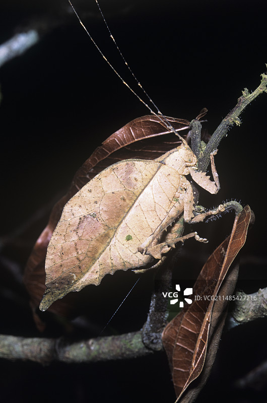 拟叶丛蟋图片素材