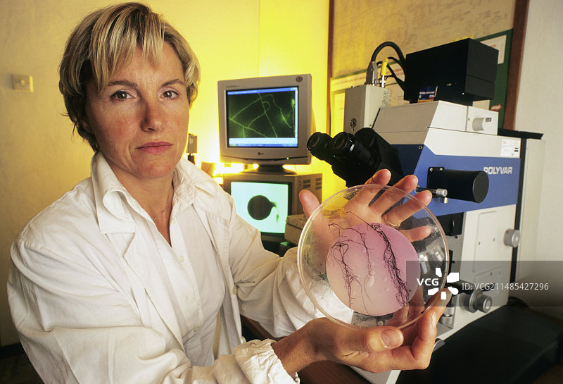 植物真菌研究图片素材