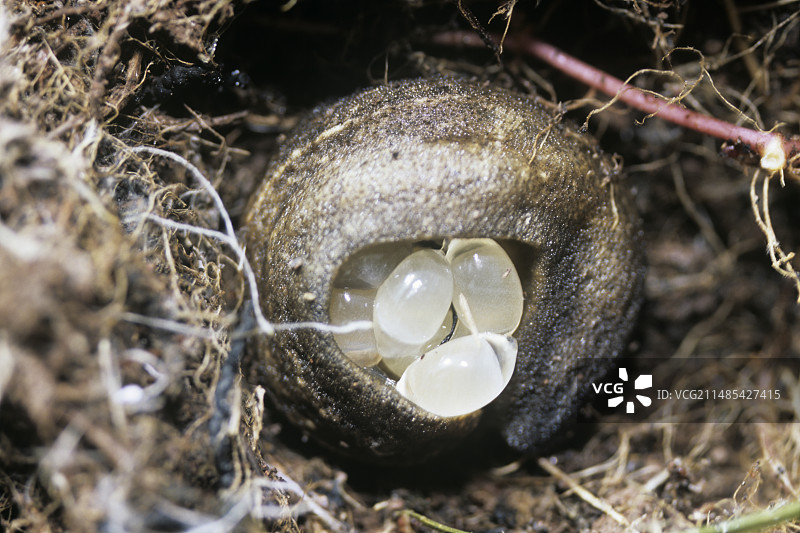带卵的蛞蝓图片素材