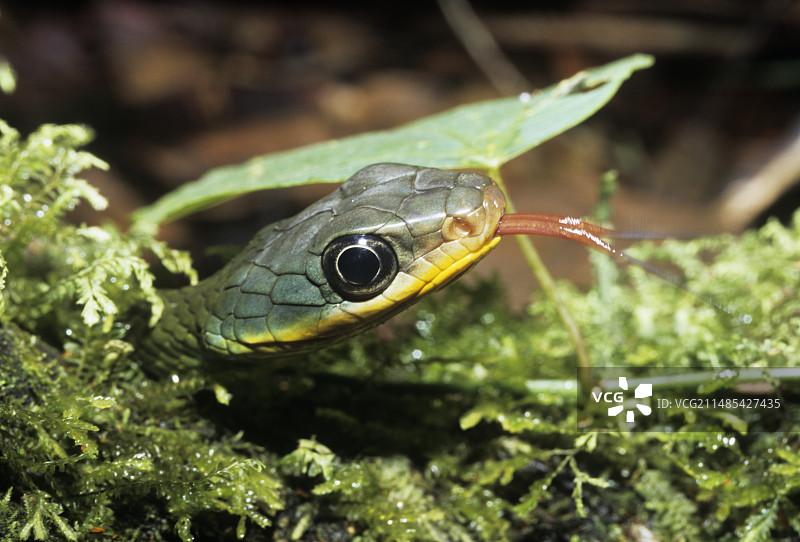 奇罗尼乌斯蛇图片素材