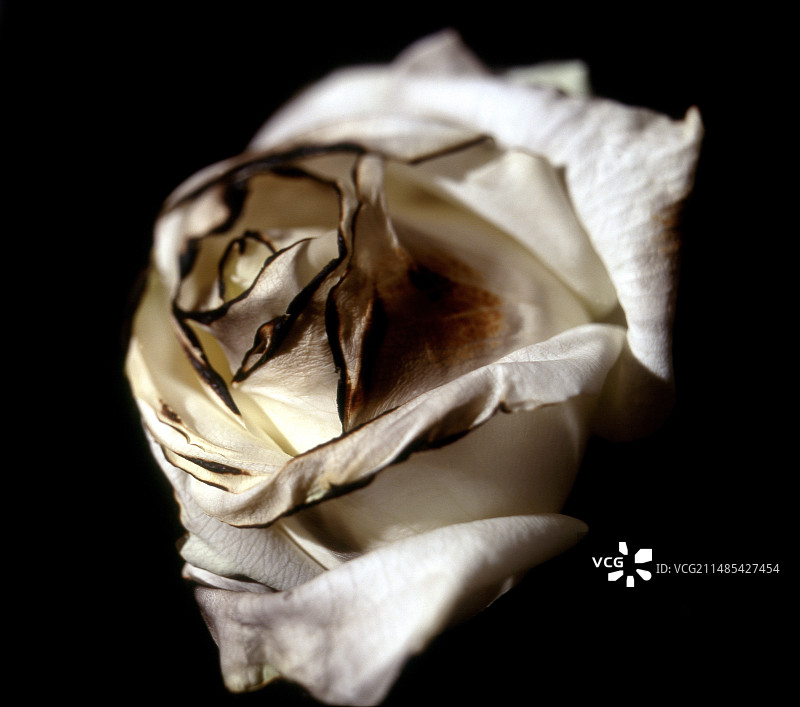 烧焦的月季花图片素材