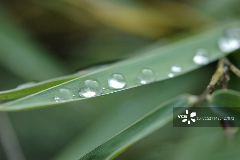 竹叶上的露珠图片素材