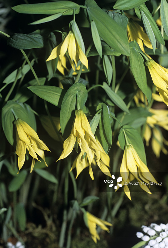 宝铎花图片素材