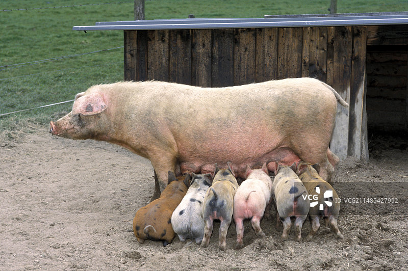 小猪哺乳图片素材