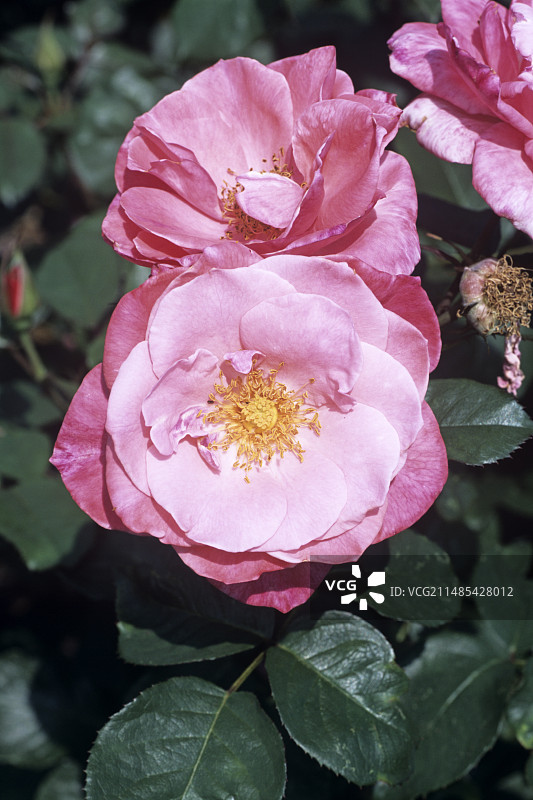 ‘科尔切斯特美女’玫瑰花图片素材