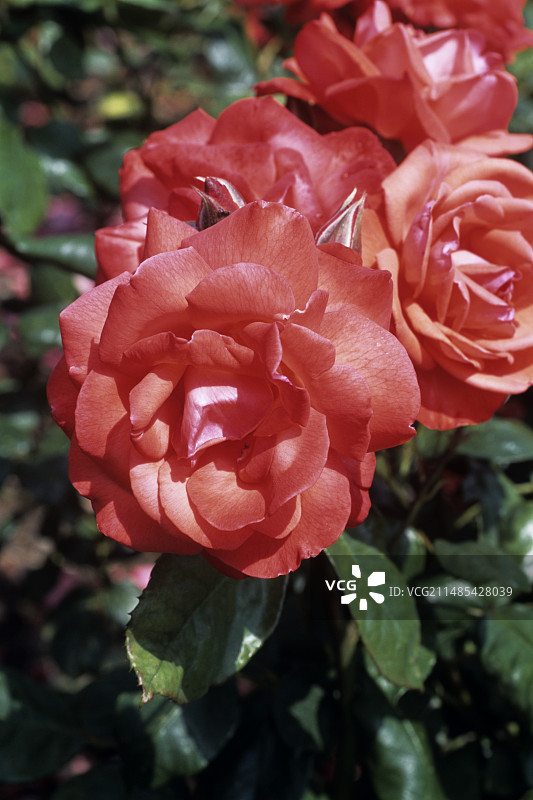 “短笛”玫瑰图片素材