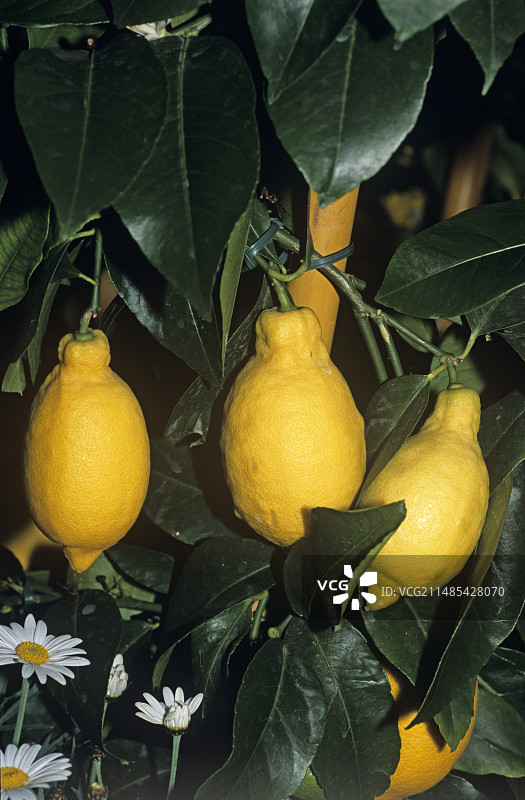 柠檬“加里的尤里卡”品种图片素材