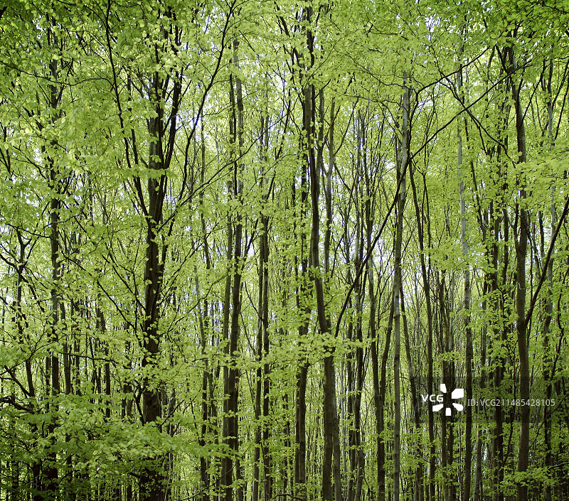 树林中的树木图片素材