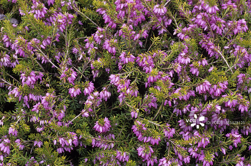希瑟'阿尔塔迪纳'花图片素材