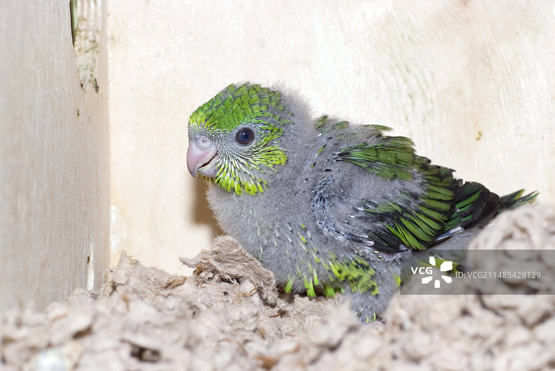 线纹鹦鹉幼鸟图片素材